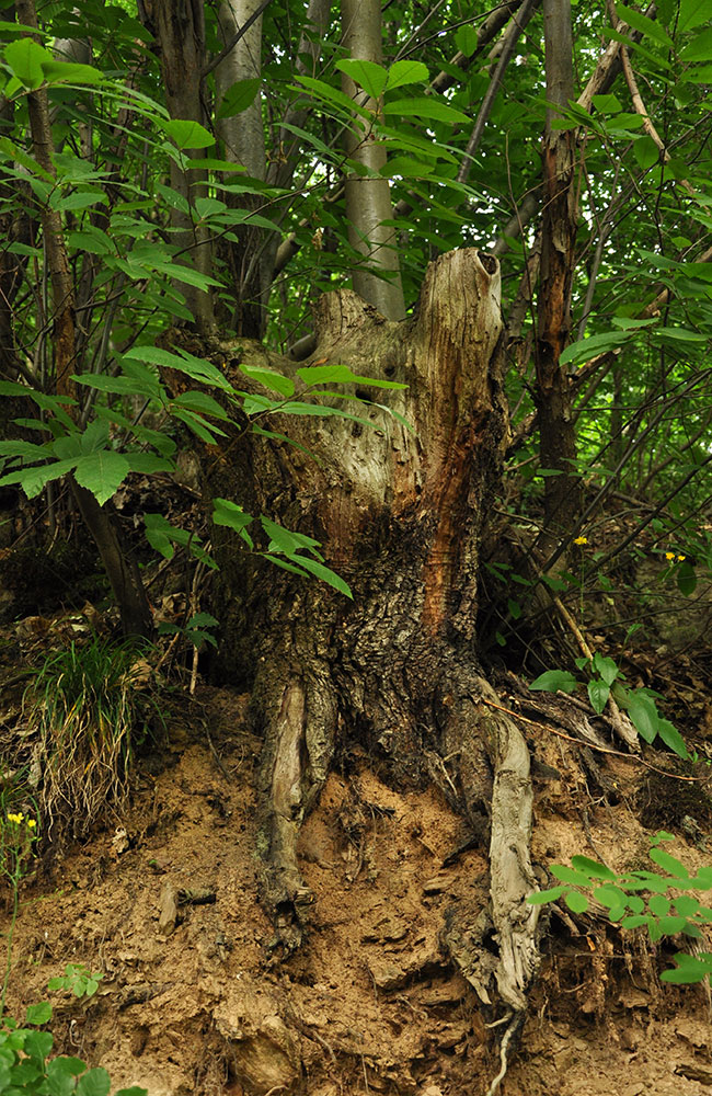 3 sentieri a km zero foresta berignone volterra